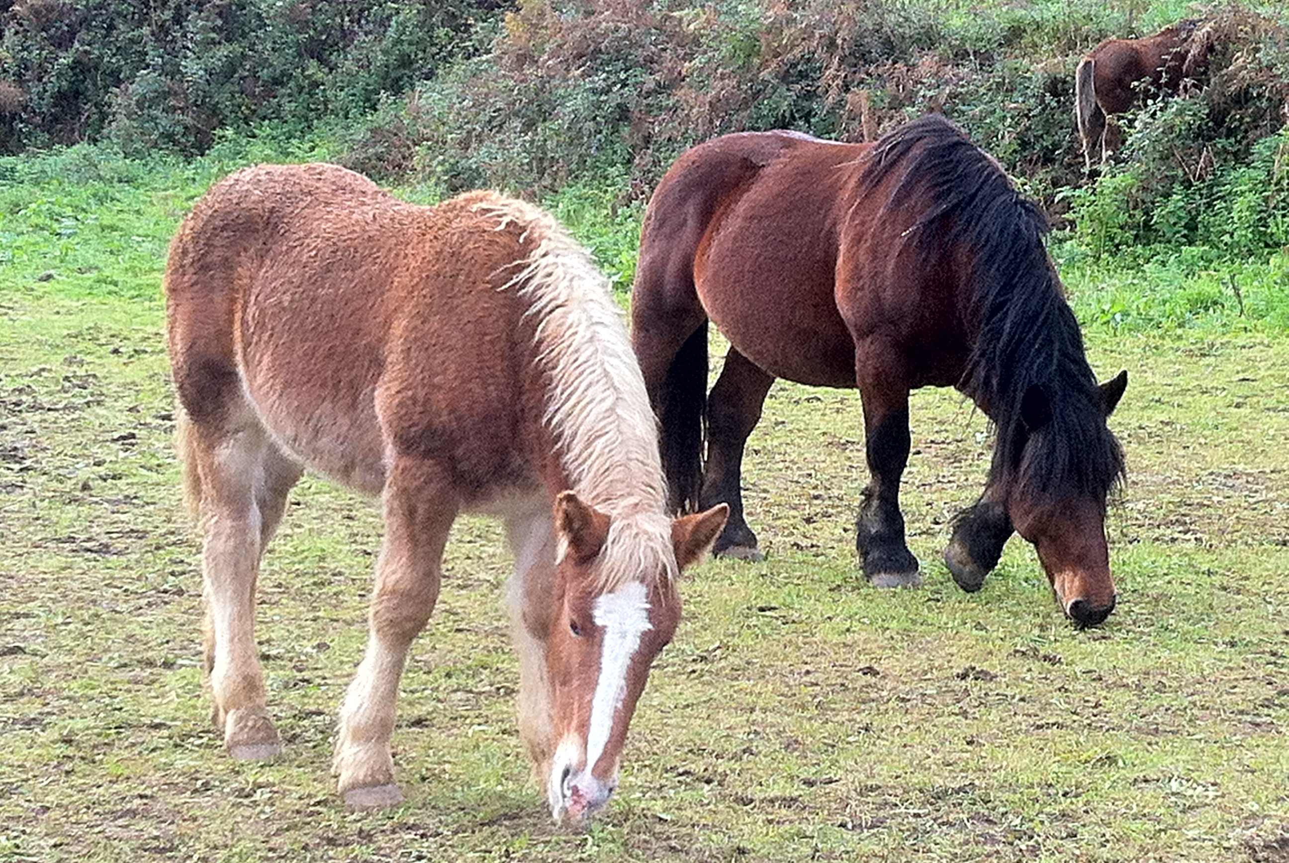 Pareja de caballos pastando